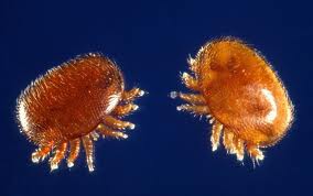 Акари Вароа (Varroa destruktor)